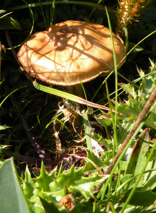 Funghi dei prati trentini